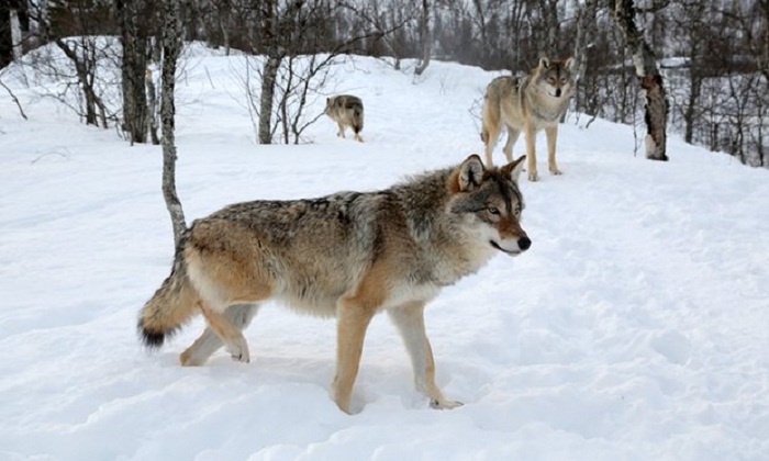 Norway plans to cull more than two-thirds of its wolf population 